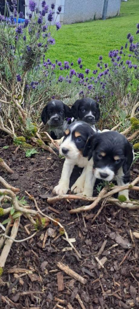 Cocker Spaniel Puppies
