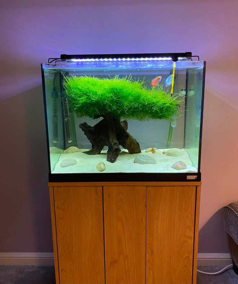 Fluval Roma 90 Litre Aquarium & Light Wood Cabinet
