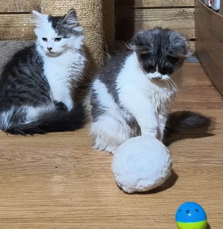 Pure Siberian kittens