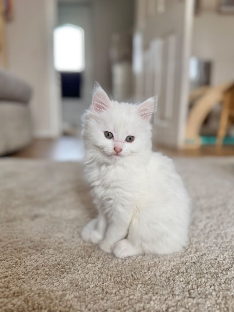 Maincoon X Kittens for sale 