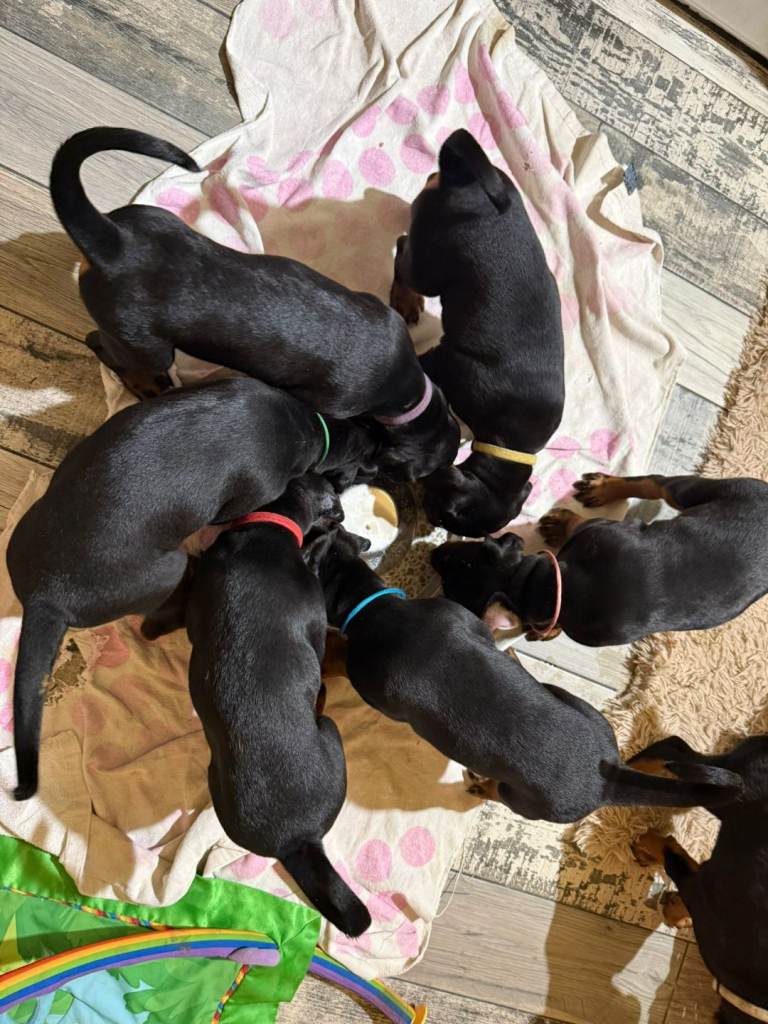 CHAMPION LINE EUROPEAN DOBERMAN PUPPIES