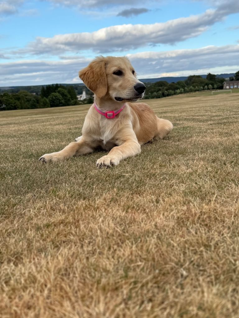 Golden retriever 