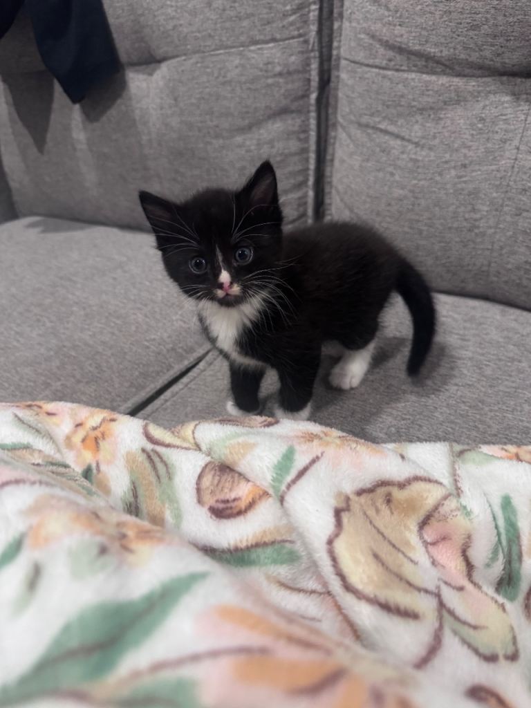Kittens for sale 6 weeks old 