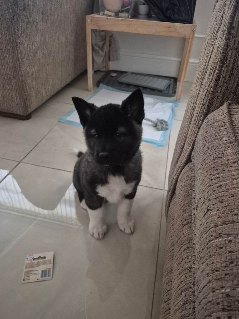 American akita puppy