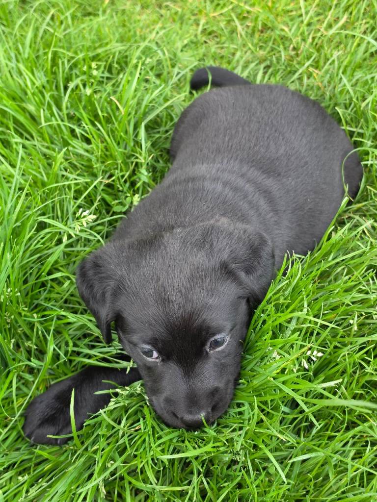 Lab pup for sale