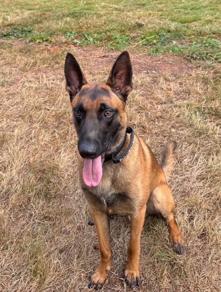 Belgian Shepherd (Malinois) – Male – 20 Months Old – Looking for a Loving Home