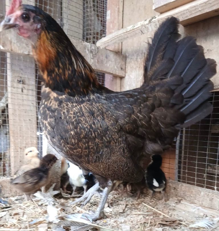 £16 white hens and £16 female roosters and white leghorn hens