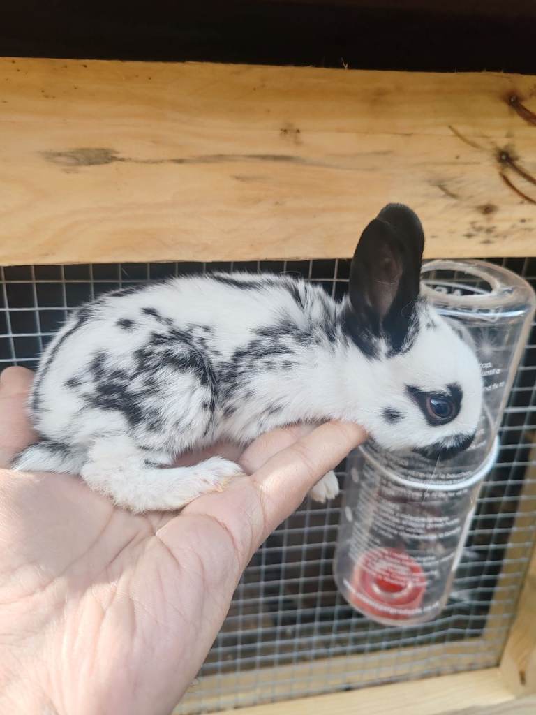 Pure English spot rabbit babies 