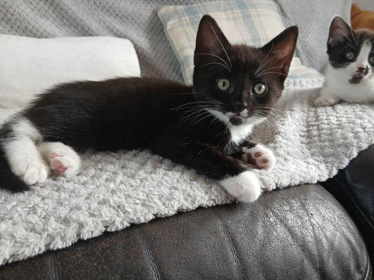 Kittens