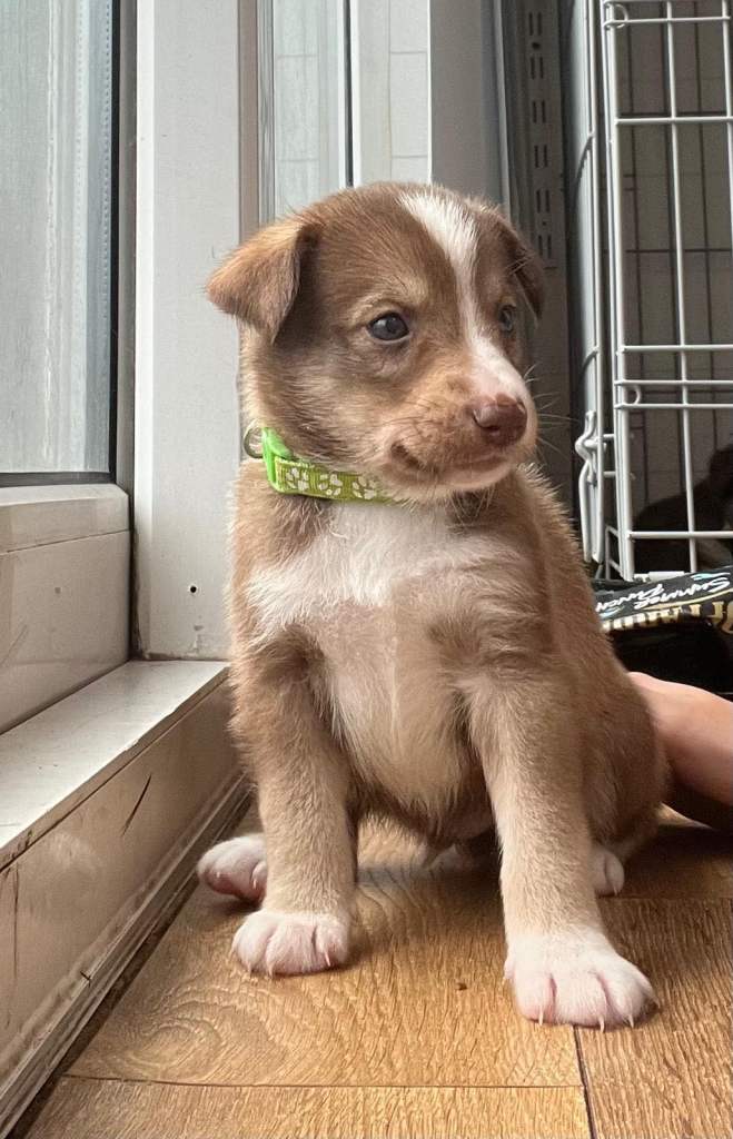 Labradoodle × Siberian Husky Puppies