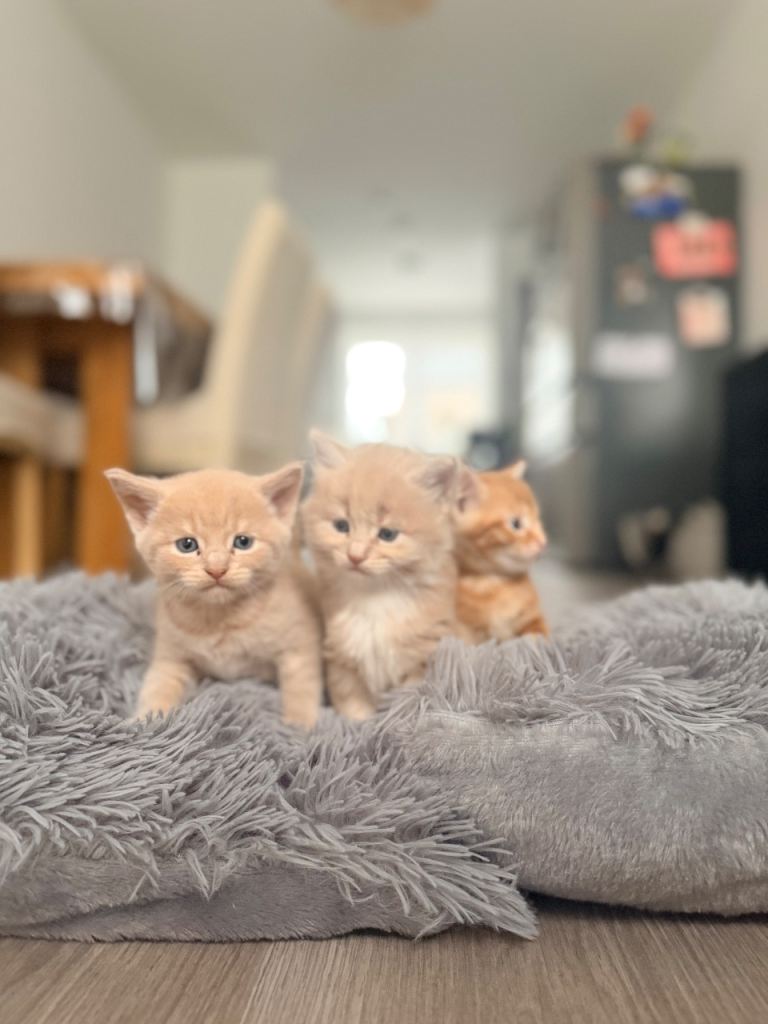 Maine Coon X British Shorthair 