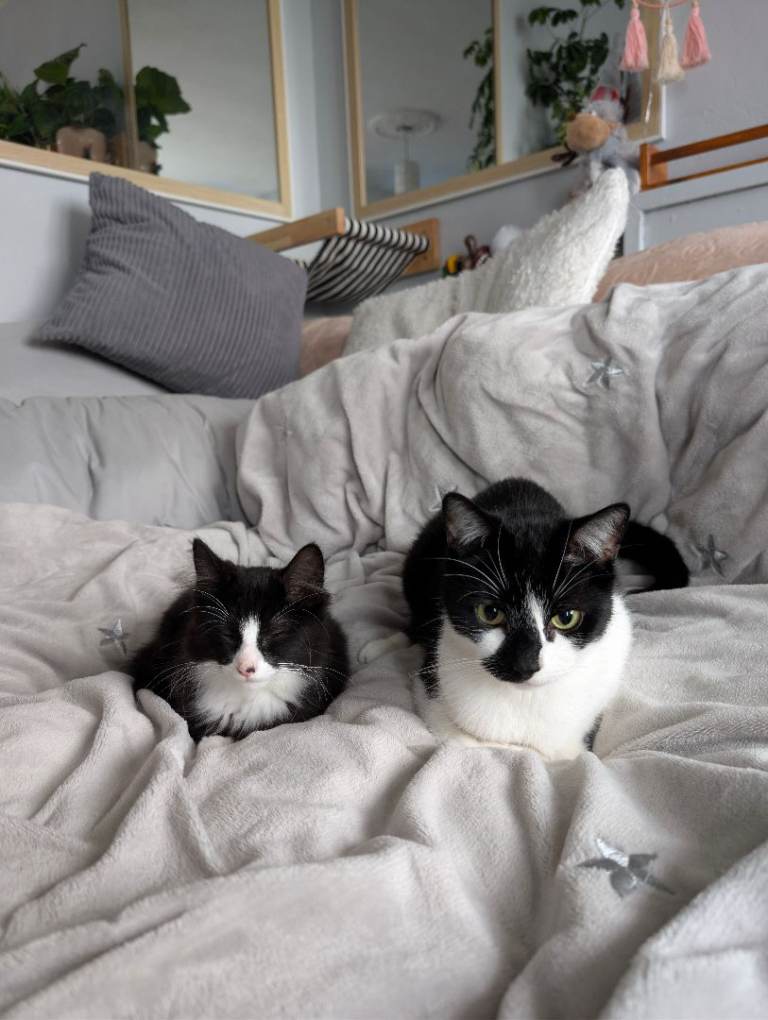 Beautiful long haired felix kitten for sale