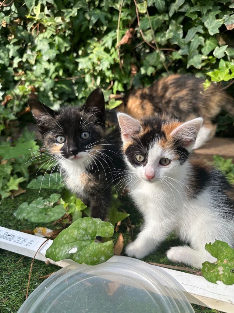 9 week old kittens for sale