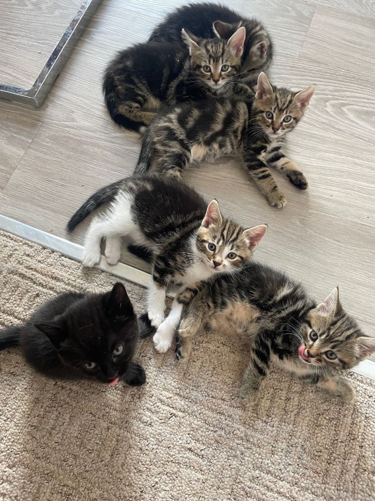 Gorgeous little kittens needs a new home 