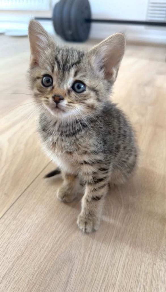 Cute boy kitten Urgent