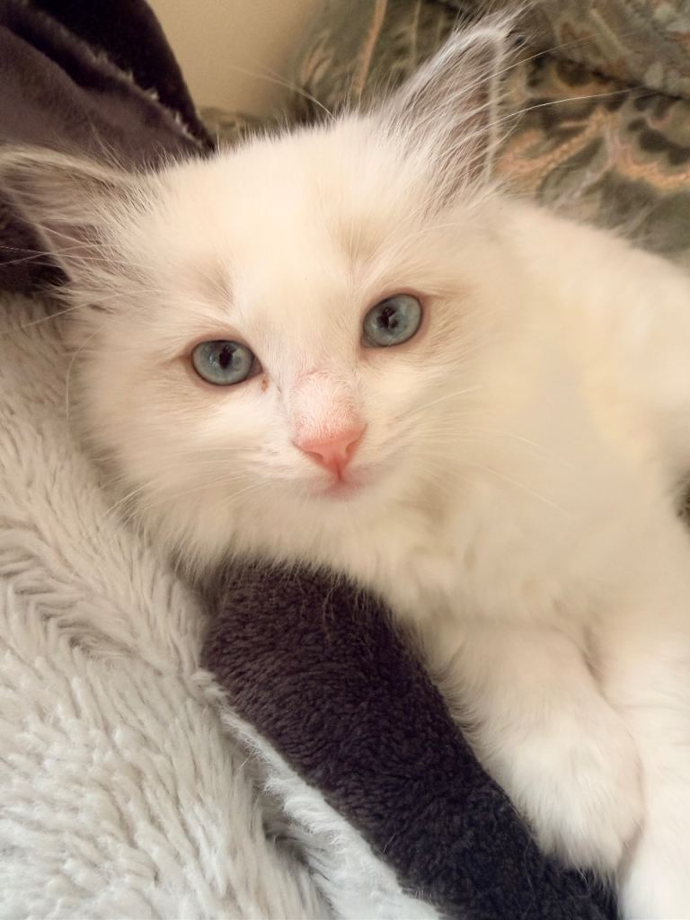 Ragdoll kitten 