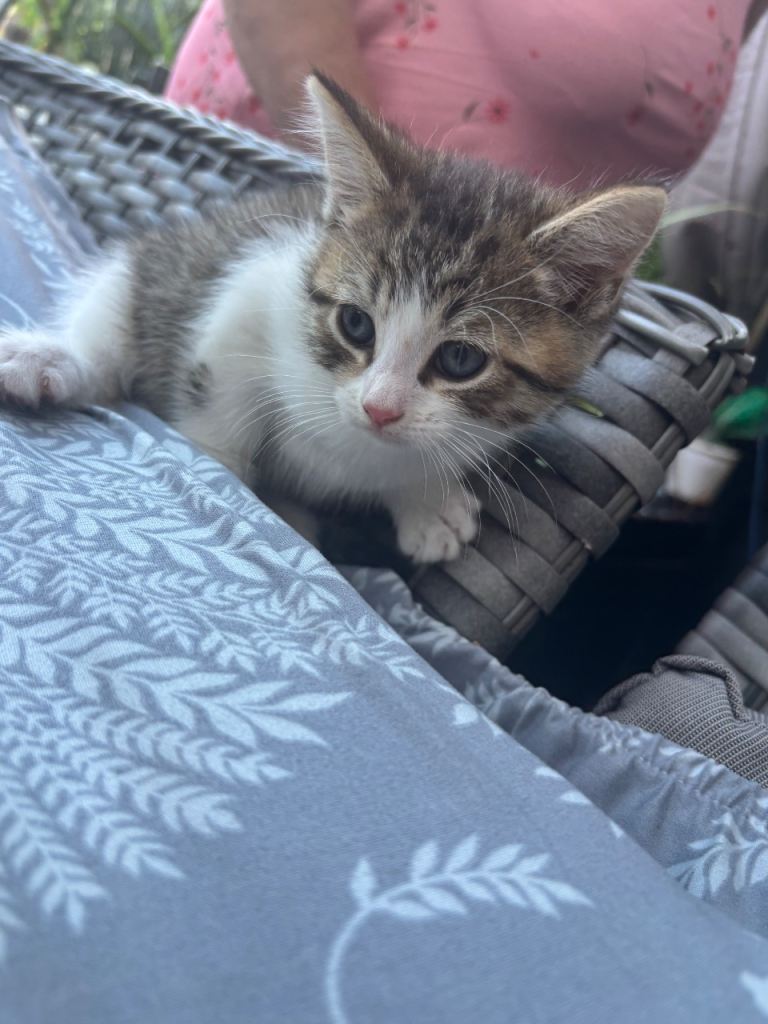 beautiful male kitten