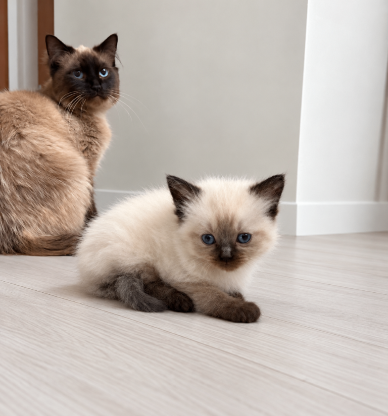 Ragdoll kitten, only one baby
