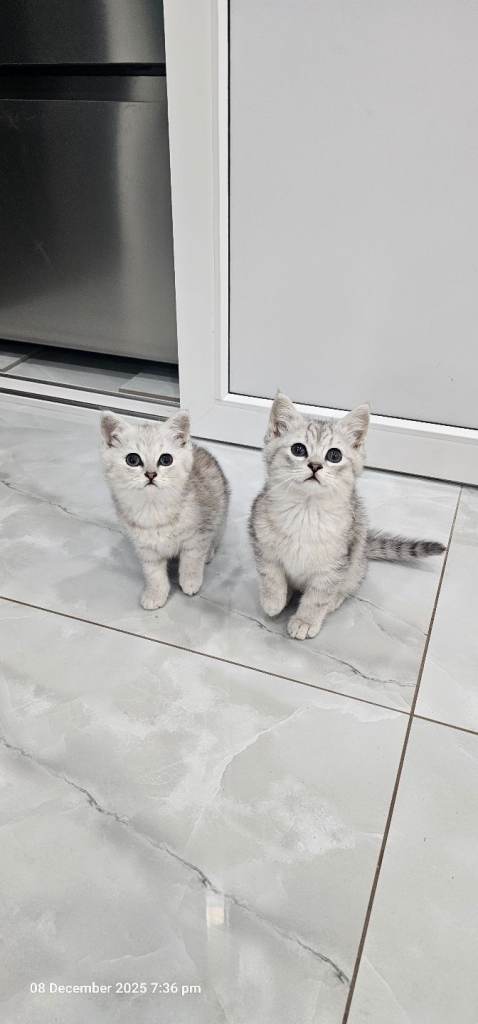 kittens 2 lovely girl available for new house 