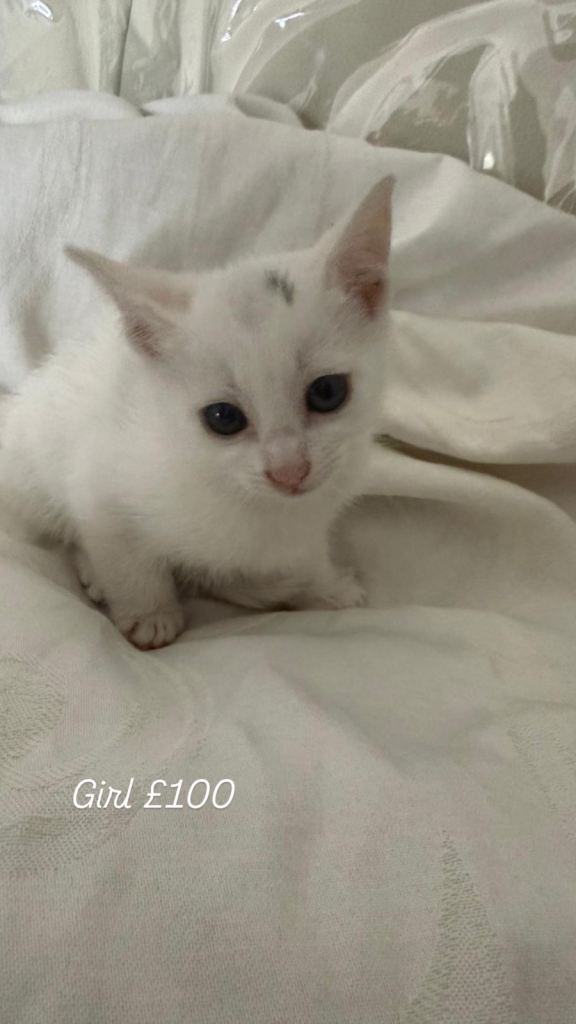Kittens for sale 