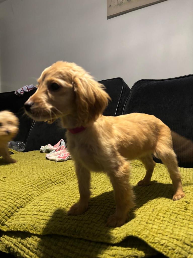 Cockapoo puppies forsale
