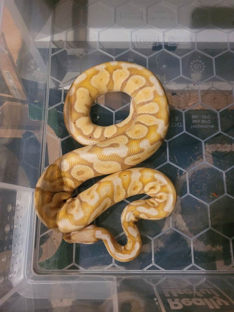 3 Ball pythons, reptile rack, incubator and hatchling tubs