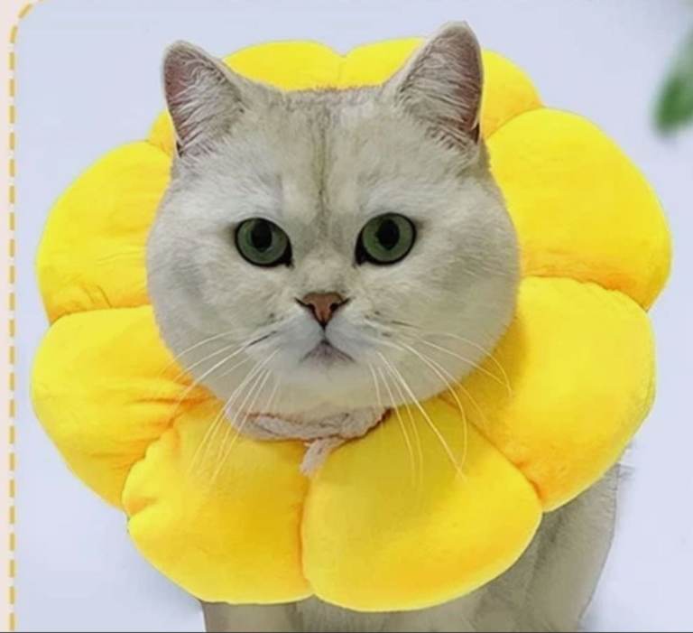 CAT/DOG SUNFLOWER RECOVERY COLLAR Brand New. -