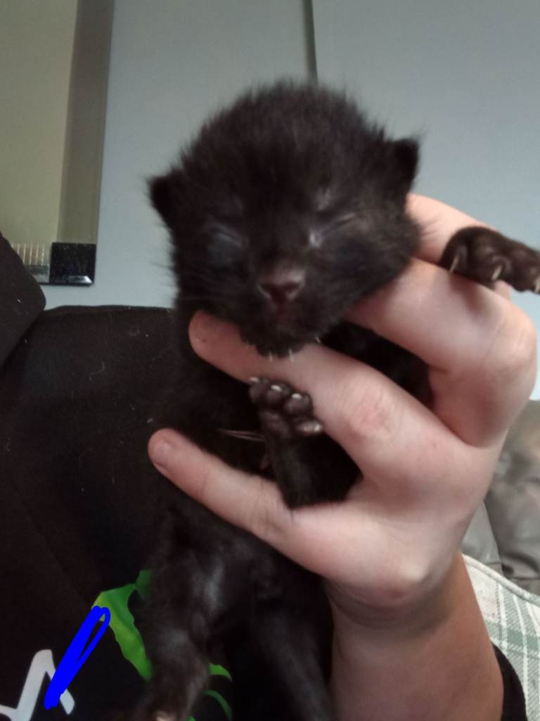 One male and one female black/gray 