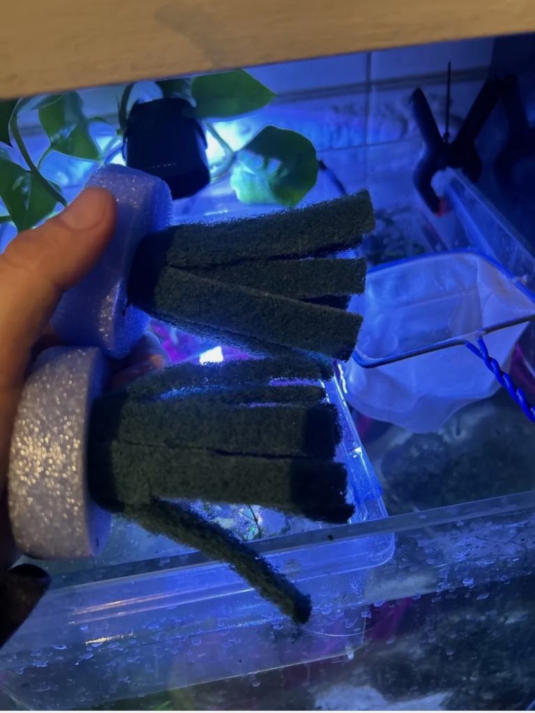 Rice fish - fish egg collection mop