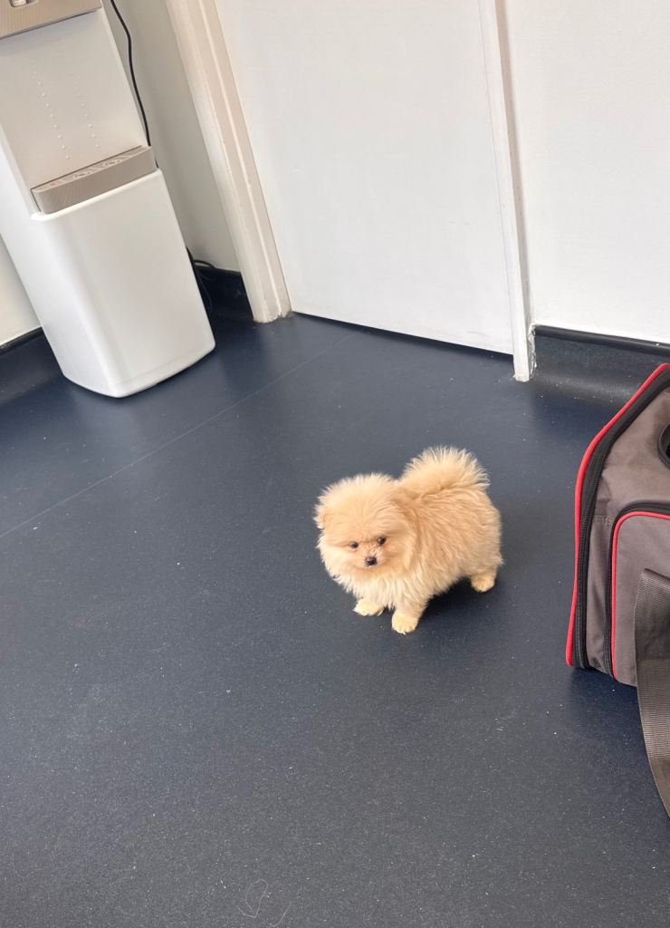Stunning Pomeranian Pups boy white xsmall