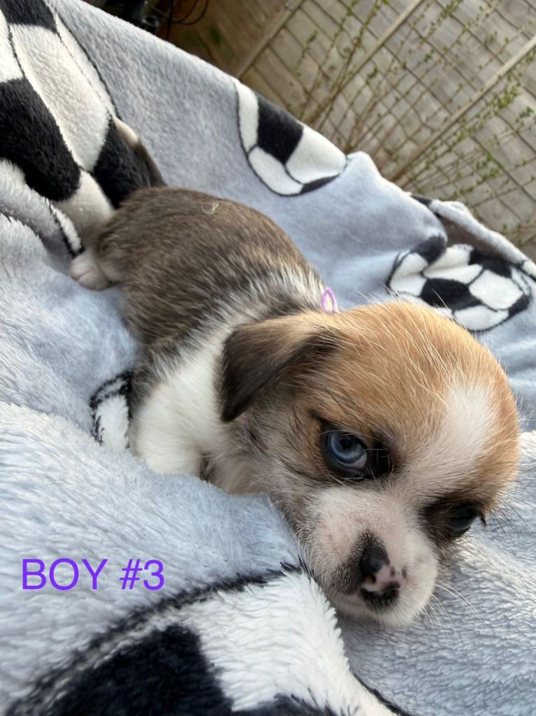 Shi-Chi Puppies for sale 