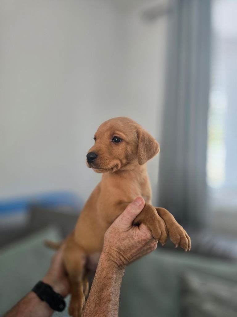 Kc registered Fox Red labrador puppies 