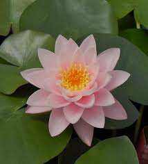 Pond Water Lilies Pink