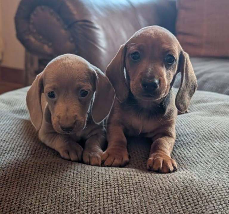 Dachshunds