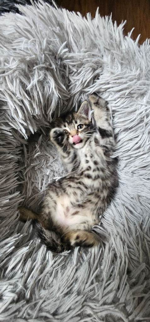 8 weeks kittens 