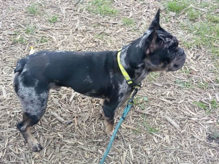 French Bulldog 