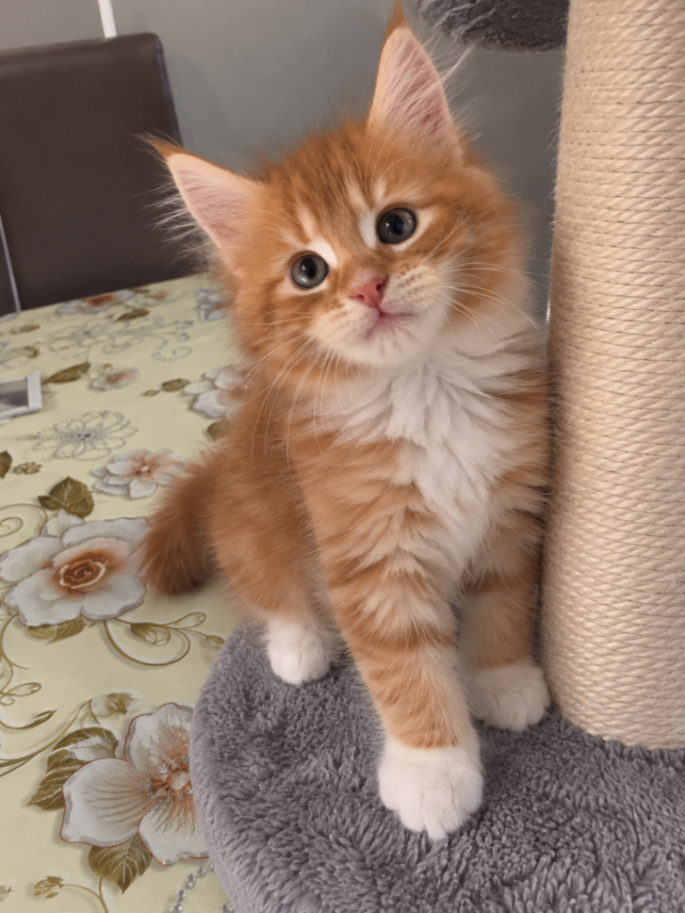 5 Fluffy Maine Coon Mix Boys – From £800