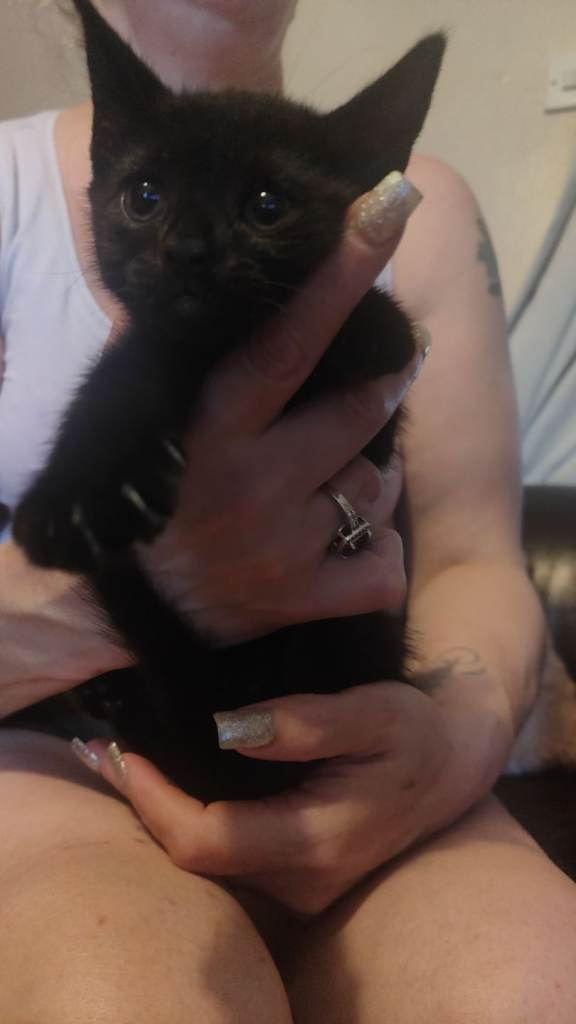 Kitten for sale 200 each 