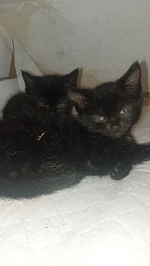 Beautiful kittens Norwegian forest cross