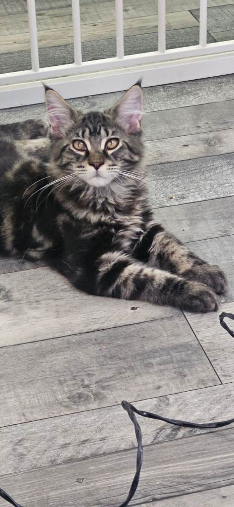 Xl maine coon kittens. Tica registered 
