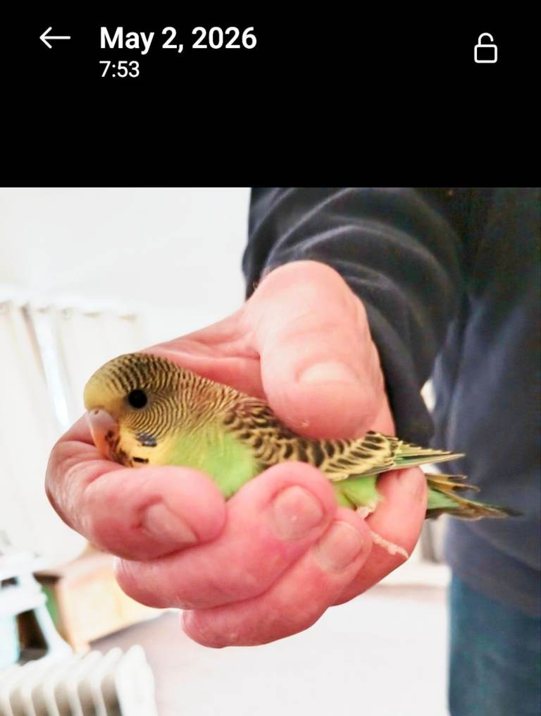 4 BABY GREEN budgies ready in approximately 2 weeks ! 