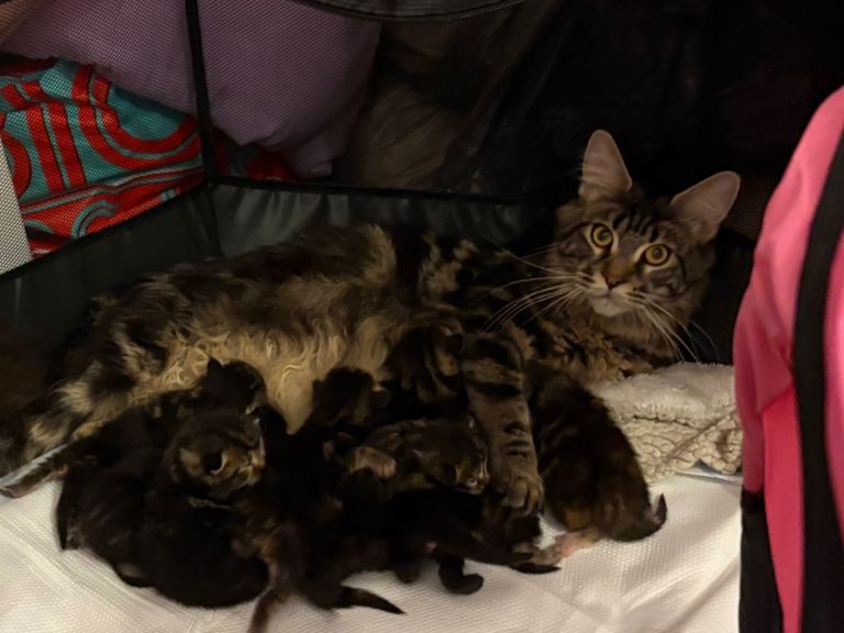 Maine Coon Kittens — Fluffy, Friendly, Ready Soon