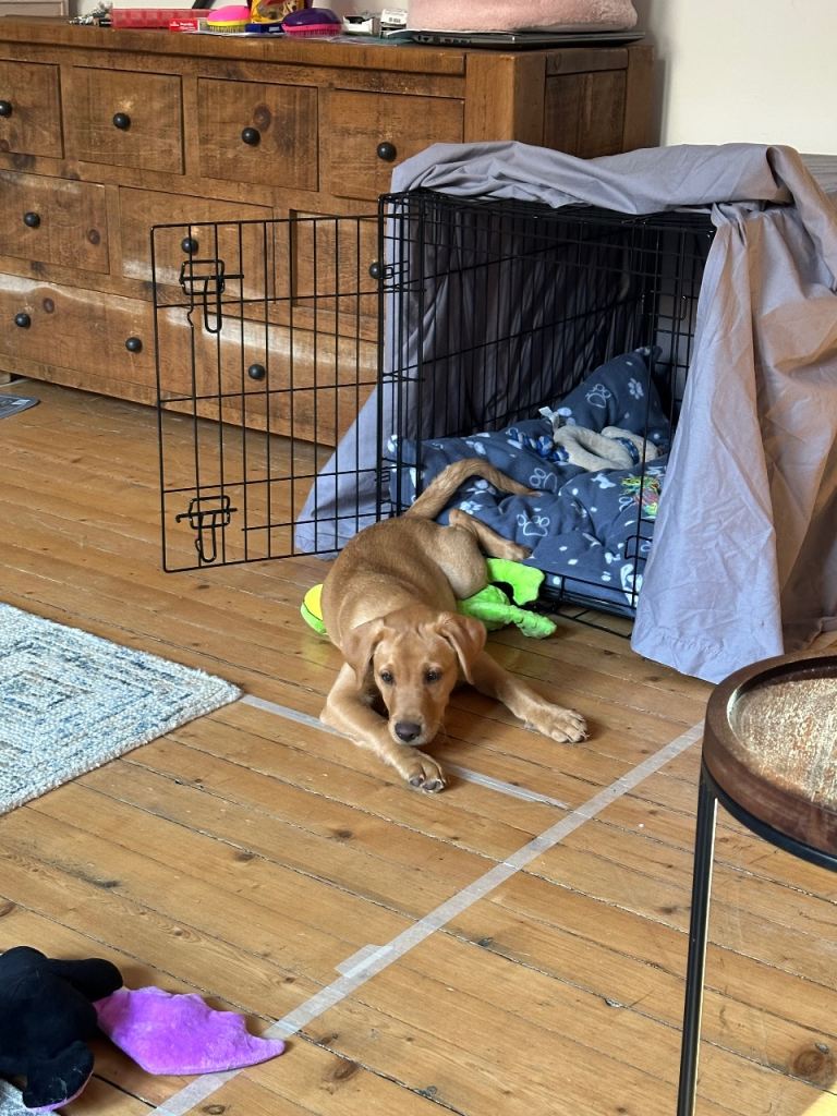 Medium /large dog cage 