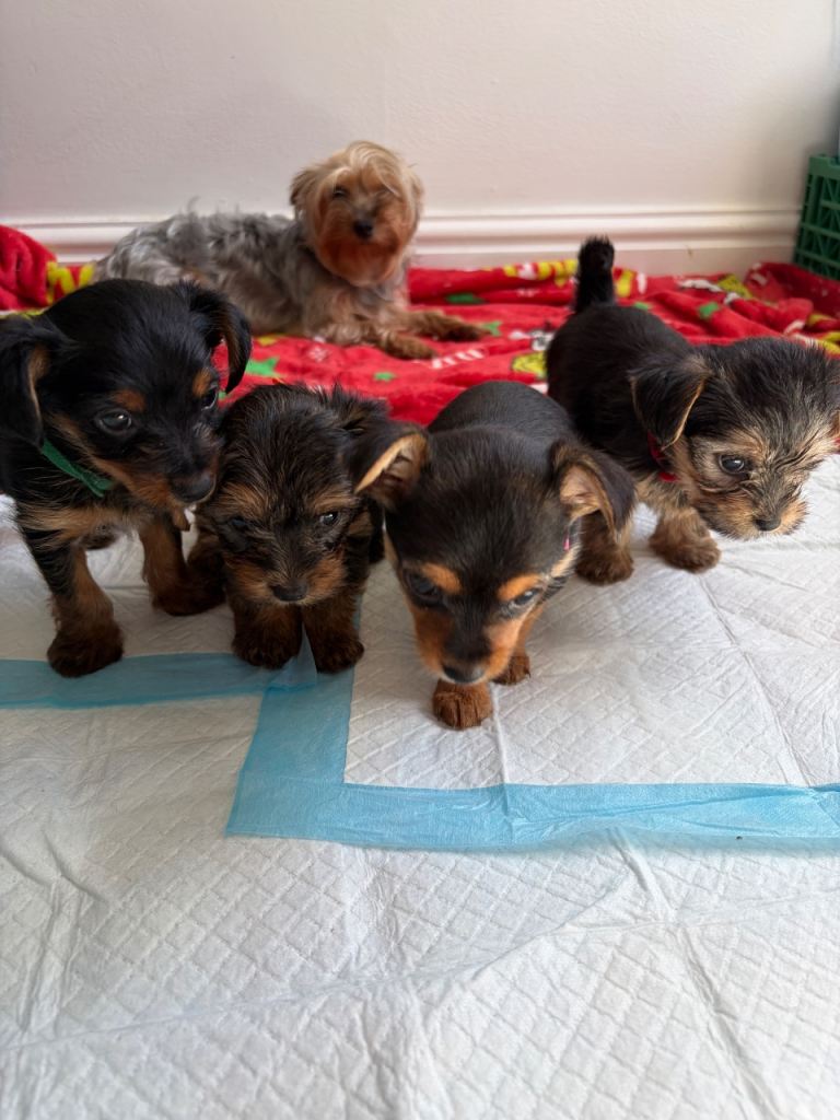3 beautiful mini Yorkshire terrier puppies for sale 