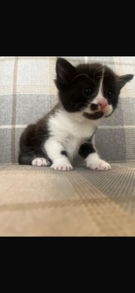 Kittens for sale 