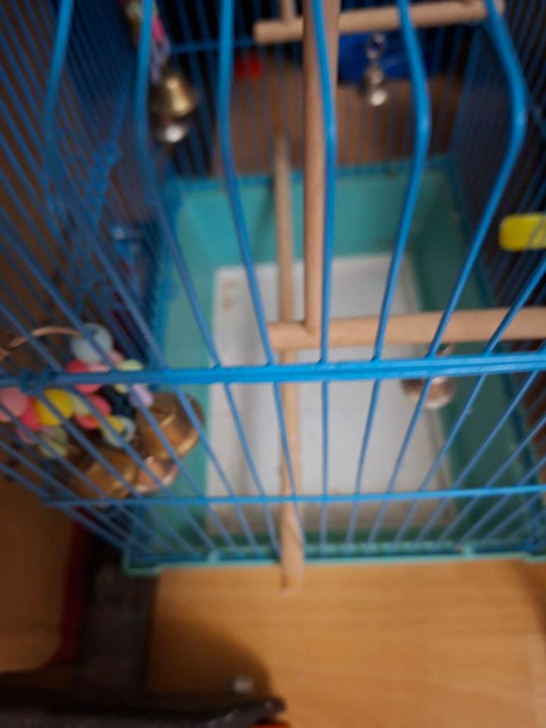 Budgies cage