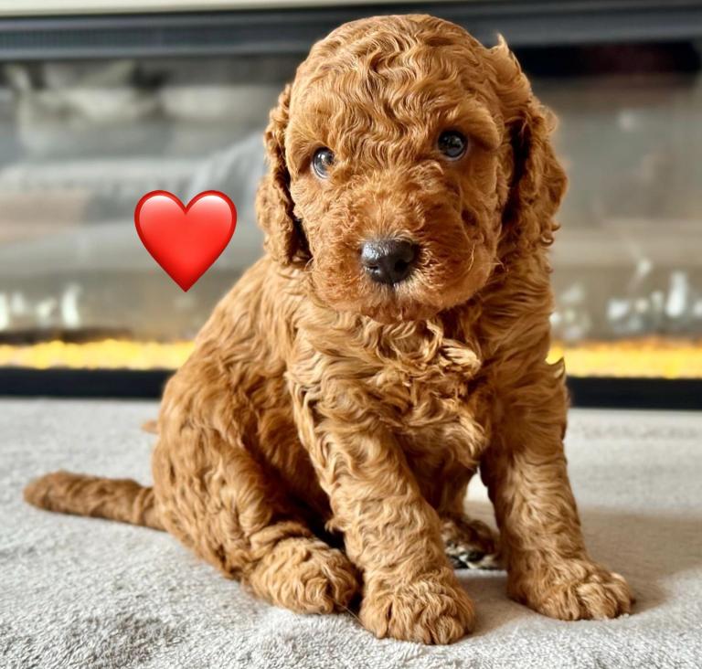 Stunning f1b cockapoo puppy’s 