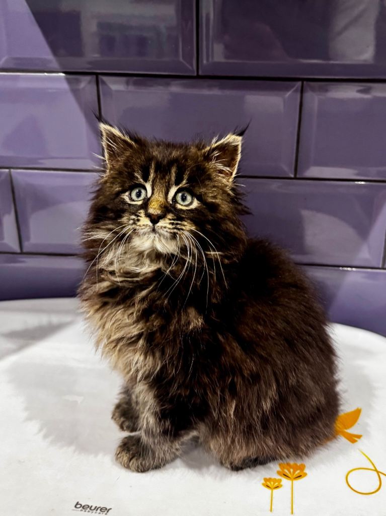 Pedigree Maine Coon Male Kitten 