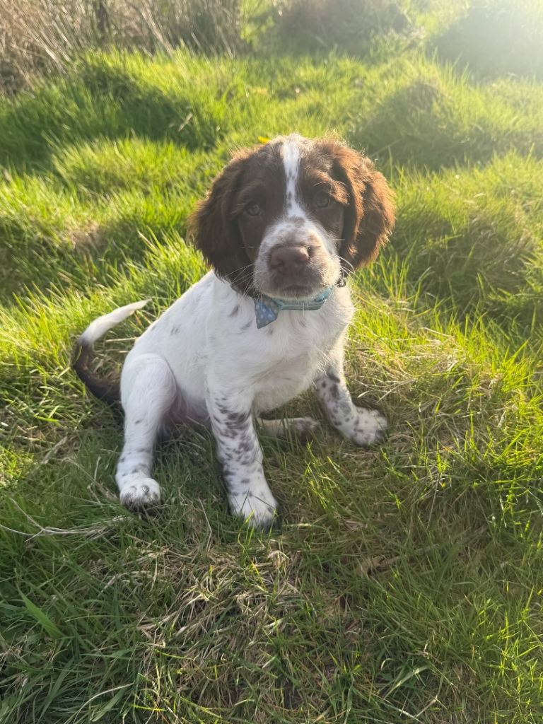 English springer spaniel