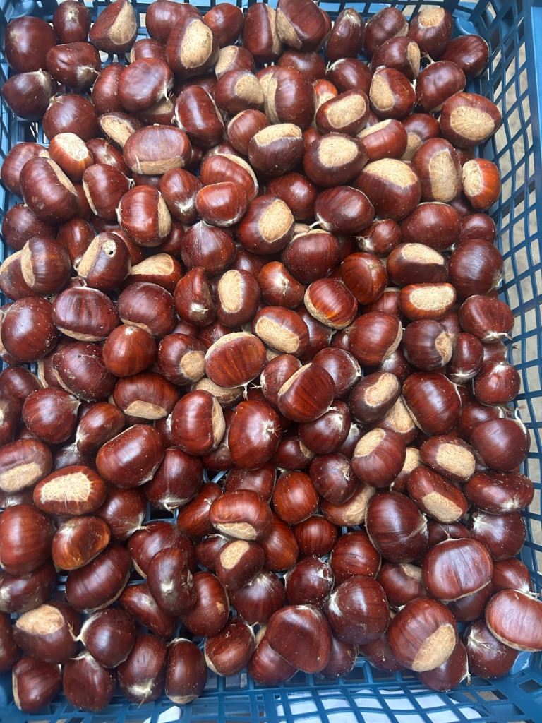Freshly Picked Horse Chestnuts – Large Quantity